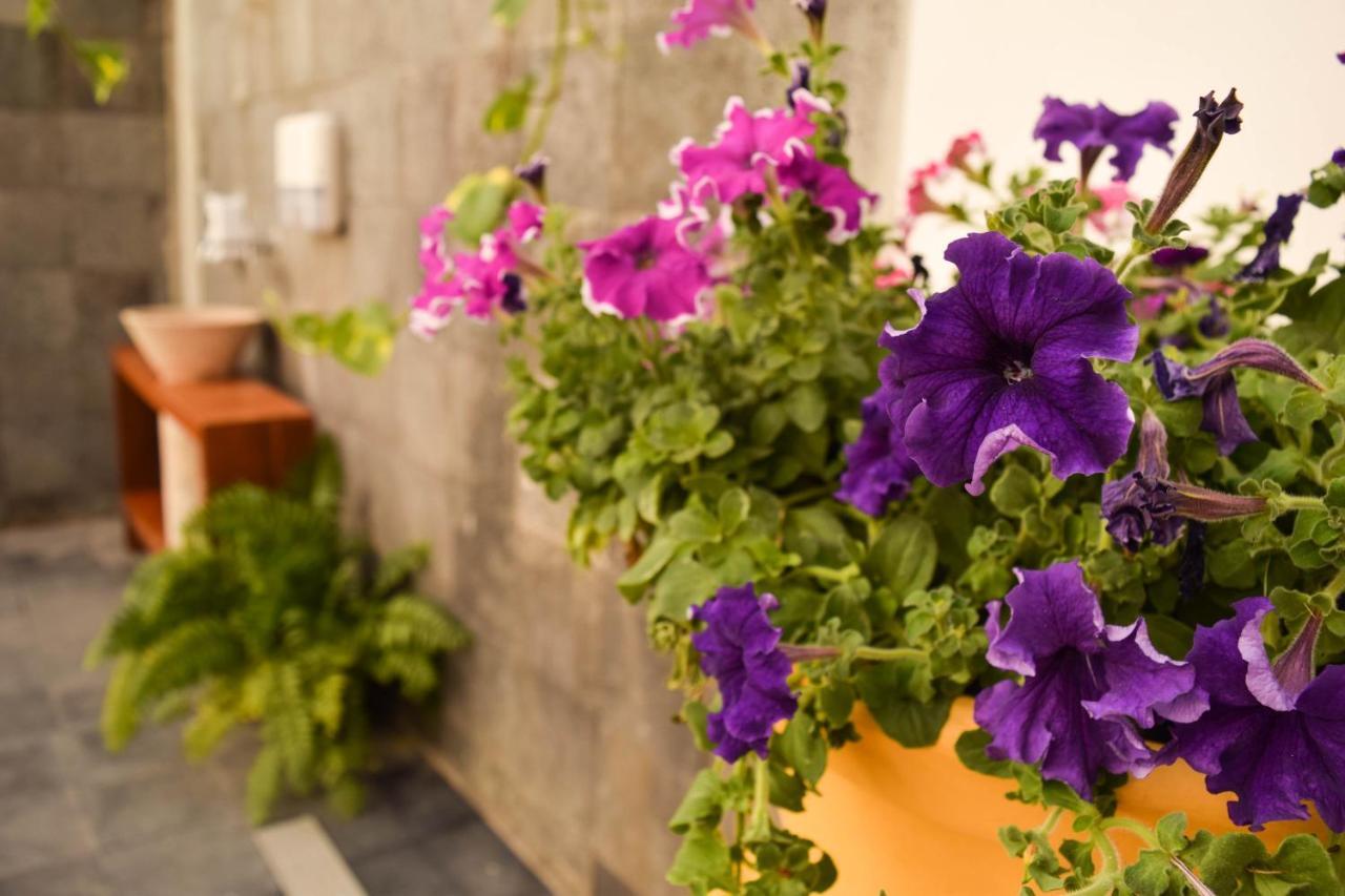 Casa Ticul Hotel Boutique - 5Th Ave (Adults Only) Playa del Carmen Exteriér fotografie Petunia